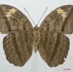 082 Lepidoptera (FV) Nymphalidae Limenitidinae Bebearia mardania m 8EIMG_15954WTMK.jpg