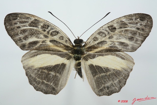 083 Lepidoptera (FD) Nymphalidae Limenitidinae Catuna angustatum 8EIMG_15823WTMK.jpg