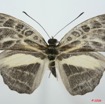 083 Lepidoptera (FD) Nymphalidae Limenitidinae Catuna angustatum 8EIMG_15823WTMK.jpg