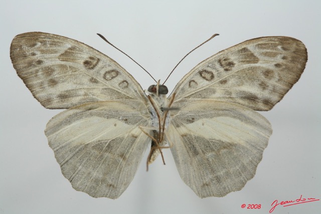 084 Lepidoptera (FV) Nymphalidae Limenitidinae Catuna angustatum 8EIMG_15830WTMK.jpg