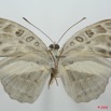 084 Lepidoptera (FV) Nymphalidae Limenitidinae Catuna angustatum 8EIMG_15830WTMK.jpg