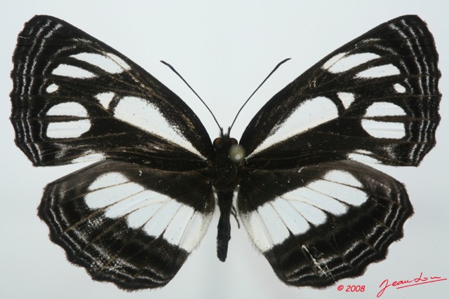 085 Lepidoptera (FD) Nymphalidae Limenitidinae Neptis troundi 8EIMG_15779WTMK.jpg