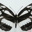 085 Lepidoptera (FD) Nymphalidae Limenitidinae Neptis troundi 8EIMG_15779WTMK.jpg