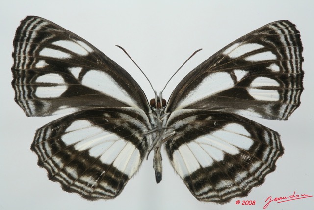 086 Lepidoptera (FV) Nymphalidae Limenitidinae Neptis troundi 8EIMG_15784WTMK.jpg