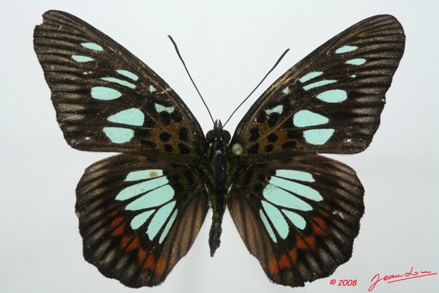 087 Lepidoptera (FD) Nymphalidae Limenitidinae Pseudacraea semire 8EIMG_15904WTMK.jpg