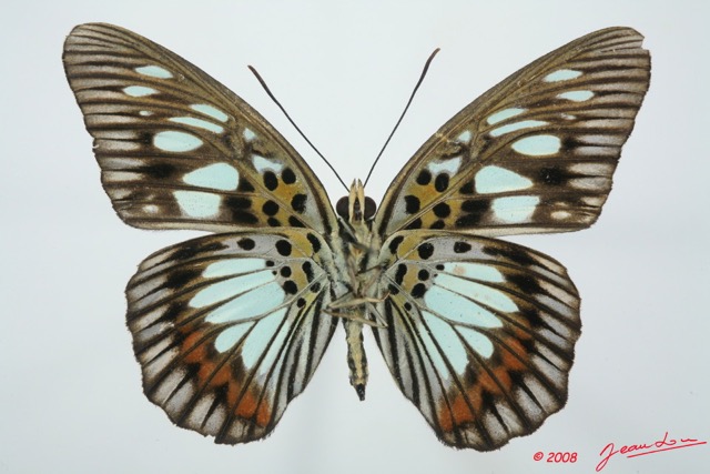 088 Lepidoptera (FV) Nymphalidae Limenitidinae Pseudacraea semire 8EIMG_15910WTMK.jpg