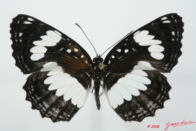 089 Lepidoptera (FD) Nymphalidae Limenitidinae Neptis morosa 8EIMG_17567WTMK.JPG