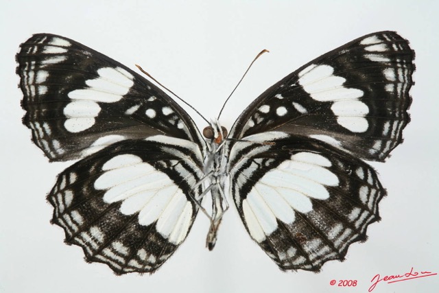 090 Lepidoptera (FV) Nymphalidae Limenitidinae Neptis morosa 8EIMG_17575WTMK.JPG