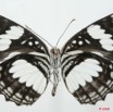 090 Lepidoptera (FV) Nymphalidae Limenitidinae Neptis morosa 8EIMG_17575WTMK.JPG
