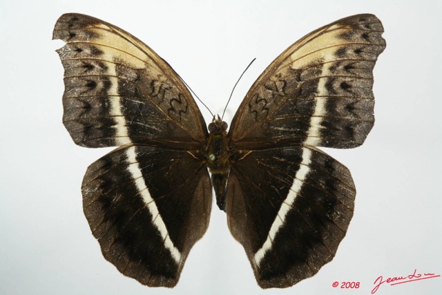 091 Lepidoptera (FD) Nymphalidae Limenitidinae Cymothoe egesta f 8EIMG_20805WTMK.JPG