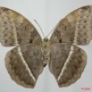 092 Lepidoptera (FV) Nymphalidae Limenitidinae Cymothoe egesta f 8EIMG_20809WTMK.JPG