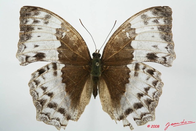 093 Lepidoptera (FD) Nymphalidae Limenitidinae Harma theobene m 8EIMG_20734WTMK.JPG