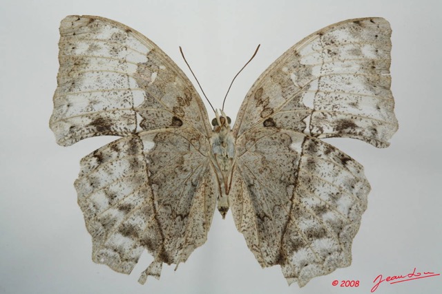 094 Lepidoptera (FV) Nymphalidae Limenitidinae Harma theobene m 8EIMG_20741WTMK.JPG