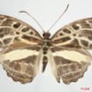 095 Lepidoptera (FD) Nymphalidae Limenitidinae Catuna angustatum 8EIMG_24599WTMK.JPG