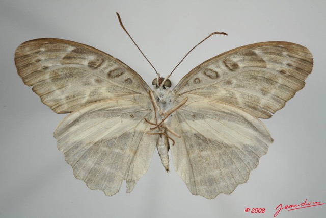 096 Lepidoptera (FV) Nymphalidae Limenitidinae Catuna angustatum 8EIMG_24602WTMK.JPG