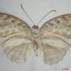 096 Lepidoptera (FV) Nymphalidae Limenitidinae Catuna angustatum 8EIMG_24602WTMK.JPG