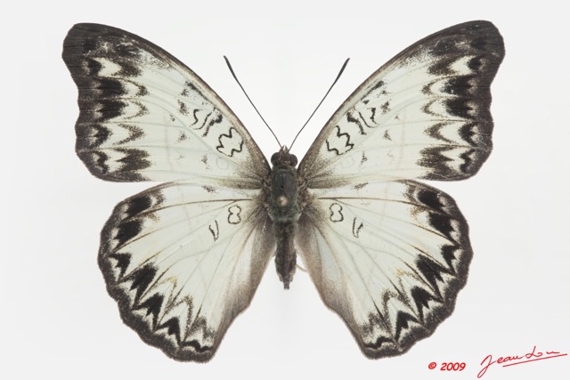 097 Lepidoptera 97d (FD) Nymphalidae Limenitidinae Cymothoe caenis 9E5K2IMG_54470wtmk.jpg
