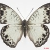 097 Lepidoptera 97d (FD) Nymphalidae Limenitidinae Cymothoe caenis 9E5K2IMG_54470wtmk.jpg