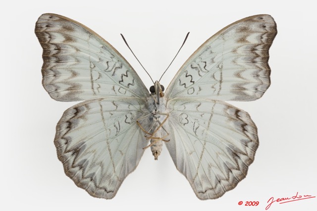 098 Lepidoptera 97d (FV) Nymphalidae Limenitidinae Cymothoe caenis 9E5K2IMG_54475wtmk.jpg