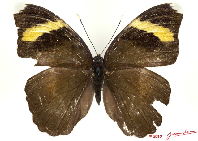 099 Lepidoptera 102b (FD) Nymphalidae Limenitidinae Euphaedra losinga 10E5K2IMG_59437wtmk.jpg