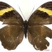 099 Lepidoptera 102b (FD) Nymphalidae Limenitidinae Euphaedra losinga 10E5K2IMG_59437wtmk.jpg