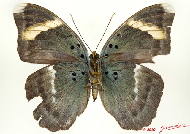 100 Lepidoptera 102b (FV) Nymphalidae Limenitidinae Euphaedra losinga 10E5K2IMG_59442wtmk.jpg