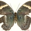 100 Lepidoptera 102b (FV) Nymphalidae Limenitidinae Euphaedra losinga 10E5K2IMG_59442wtmk.jpg