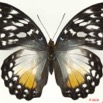 0001 Lepidoptera 102c (FD) Nymphalidae Limenitidinae Cymothoe beckeri f 10E5K2IMG_59443wtmk.jpg
