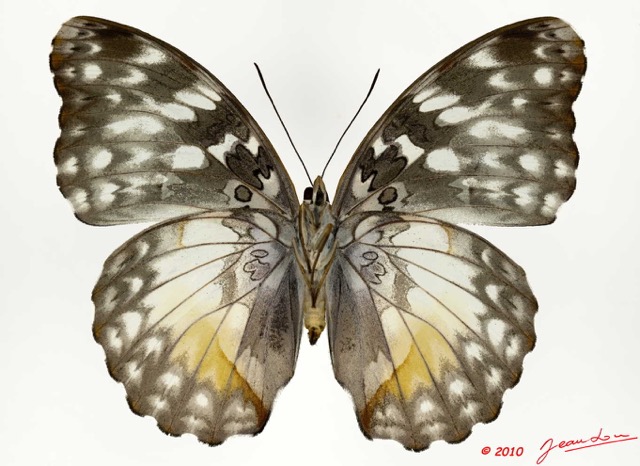 0002 Lepidoptera 102c (FV) Nymphalidae Limenitidinae Cymothoe beckeri f 10E5K2IMG_59446wtmk.jpg