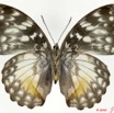 0002 Lepidoptera 102c (FV) Nymphalidae Limenitidinae Cymothoe beckeri f 10E5K2IMG_59446wtmk.jpg