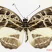 0003 Lepidoptera 104b (FD) Nymphalidae Limenitidinae catuna crithea 10E5K2IMG_61501wtmk.jpg