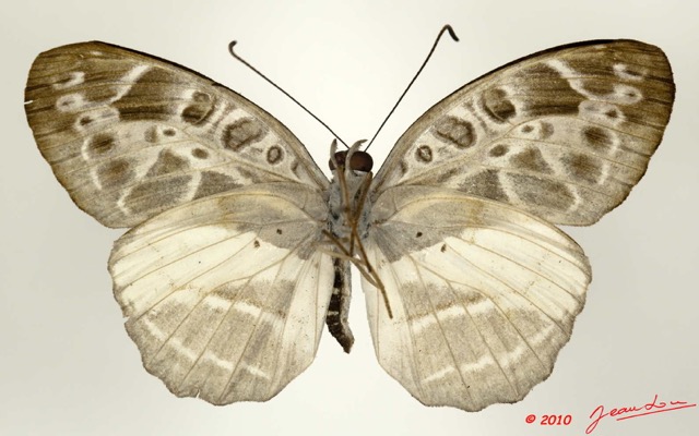 0004 Lepidoptera 104b (FV) Nymphalidae Limenitidinae catuna crithea 10E5K2IMG_61502wtmk.jpg