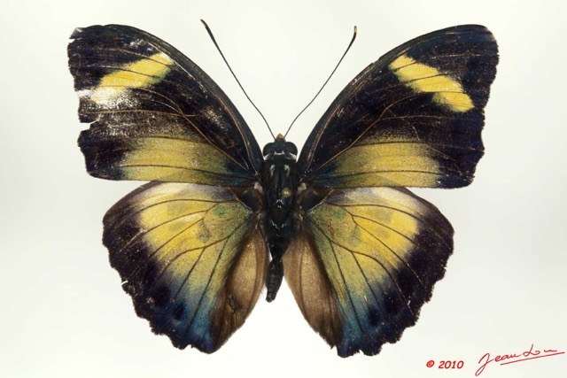 0005 Lepidoptera 104c (FD) Nymphalidae Limenitidinae Euphaedra demeter m 10E5K2IMG_61508wtmk.jpg