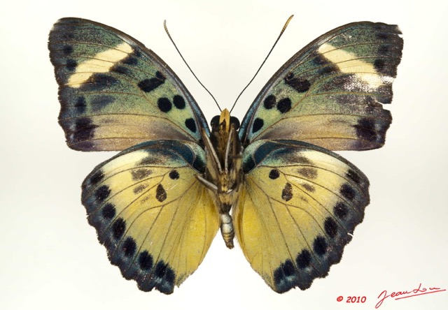 0006 Lepidoptera 104c (FV) Nymphalidae Limenitidinae Euphaedra demeter m 10E5K2IMG_61511wtmk.jpg
