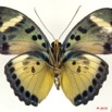 0006 Lepidoptera 104c (FV) Nymphalidae Limenitidinae Euphaedra demeter m 10E5K2IMG_61511wtmk.jpg