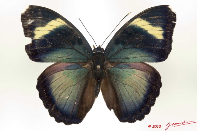 0007 Lepidoptera 105a (FD) Nymphalidae Limenitidinae Euphaedra hebes m 10E5K2IMG_61514wtmk.jpg