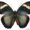 0007 Lepidoptera 105a (FD) Nymphalidae Limenitidinae Euphaedra hebes m 10E5K2IMG_61514wtmk.jpg
