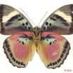 0008 Lepidoptera 105a (FV) Nymphalidae Limenitidinae Euphaedra hebes m 10E5K2IMG_61515wtmk.jpg