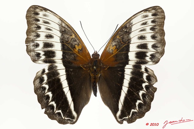 0009 Lepidoptera 105c (FD) Nymphalidae Limenitidinae Cymothoe lucasi f 10E5K2IMG_61519wtmk.jpg
