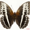 0009 Lepidoptera 105c (FD) Nymphalidae Limenitidinae Cymothoe lucasi f 10E5K2IMG_61519wtmk.jpg