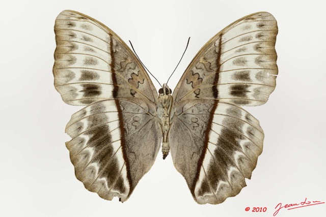 0010 Lepidoptera 105c (FV) Nymphalidae Limenitidinae Cymothoe lucasi f 10E5K2IMG_61521wtmk.jpg