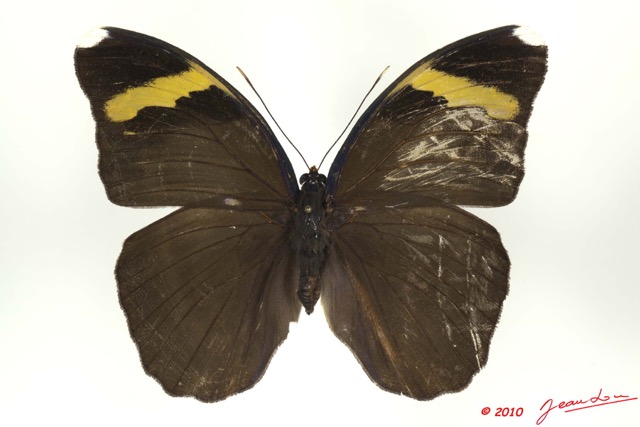 0011 Lepidoptera 107a (FD) Nymphalidae Limenitidinae Euphaedra losinga m 10E5K2IMG_64292wtmk.jpg