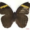 0011 Lepidoptera 107a (FD) Nymphalidae Limenitidinae Euphaedra losinga m 10E5K2IMG_64292wtmk.jpg