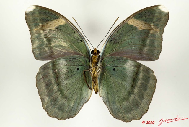 0012 Lepidoptera 107a (FV) Nymphalidae Limenitidinae Euphaedra losinga m 10E5K2IMG_64294wtmk.jpg