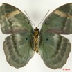0012 Lepidoptera 107a (FV) Nymphalidae Limenitidinae Euphaedra losinga m 10E5K2IMG_64294wtmk.jpg