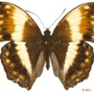 0013 Lepidoptera 108b (FD) Nymphalidae Limenitidinae Harma theobene 11E5K2IMG_66278wtmk.jpg