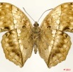 0014 Lepidoptera 108b (FV) Nymphalidae Limenitidinae Harma theobene 11E5K2IMG_66279wtmk.jpg