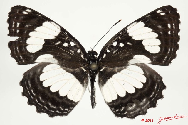 0015 Lepidoptera 112c (FD) Nymphalidae Limenitidinae Neptis morosa 11E5K2IMG_68691wtmk.jpg
