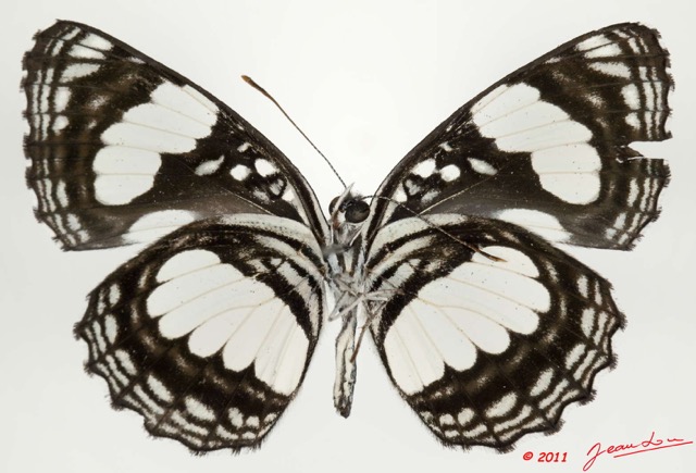 0016 Lepidoptera 112c (FV) Nymphalidae Limenitidinae Neptis morosa 11E5K2IMG_68692wtmk.jpg