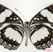 0016 Lepidoptera 112c (FV) Nymphalidae Limenitidinae Neptis morosa 11E5K2IMG_68692wtmk.jpg